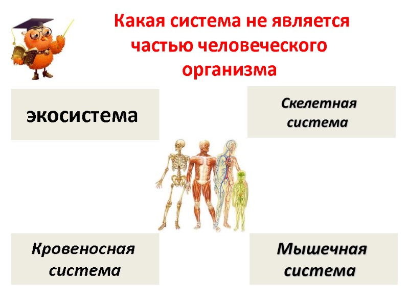 Какая система не является частью человеческого организма экосистема  Кровеносная  система Скелетная 